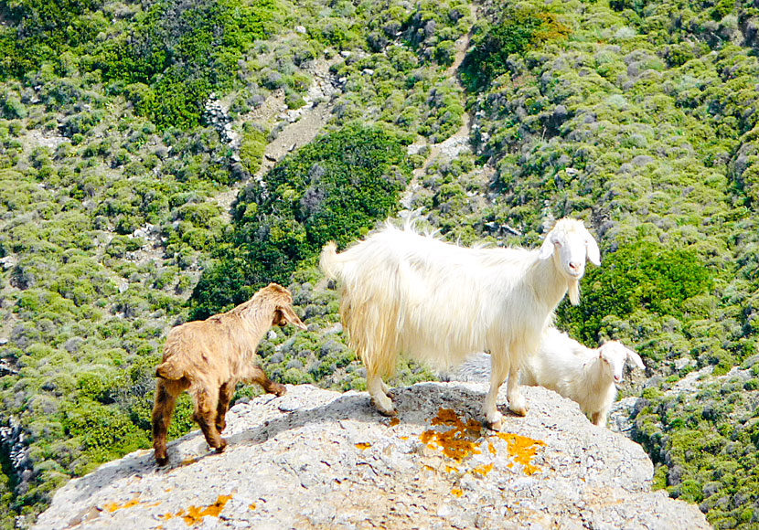 Wild goats on Amorgos in Greece.