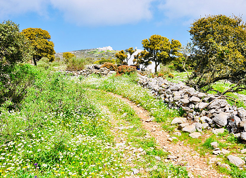 Hike between Langada and Agios Theologos in Amorgos.