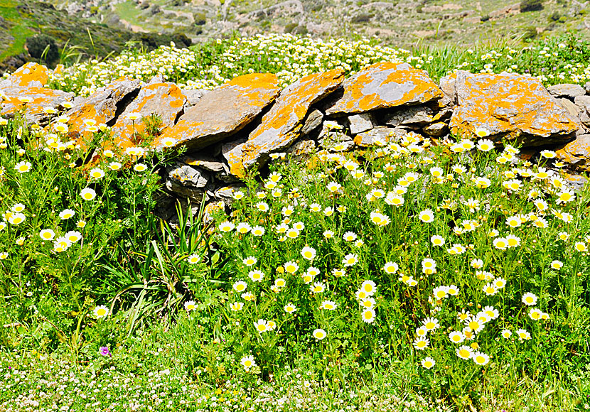 Hiking on Amorgos in April and May are the best months.