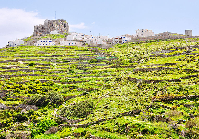 Vineyards below Kastro in Chora on Amorgos.