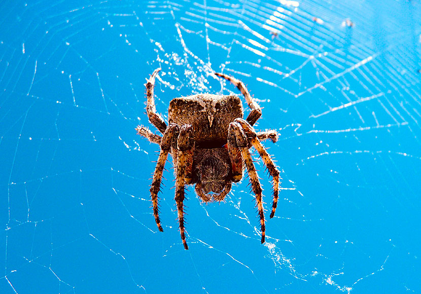 Are there dangerous spiders in the Cyclades archipelago in Greece?