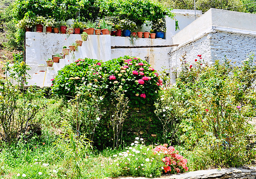 It is said that Arni has among the highest rainfall levels in the Cyclades.