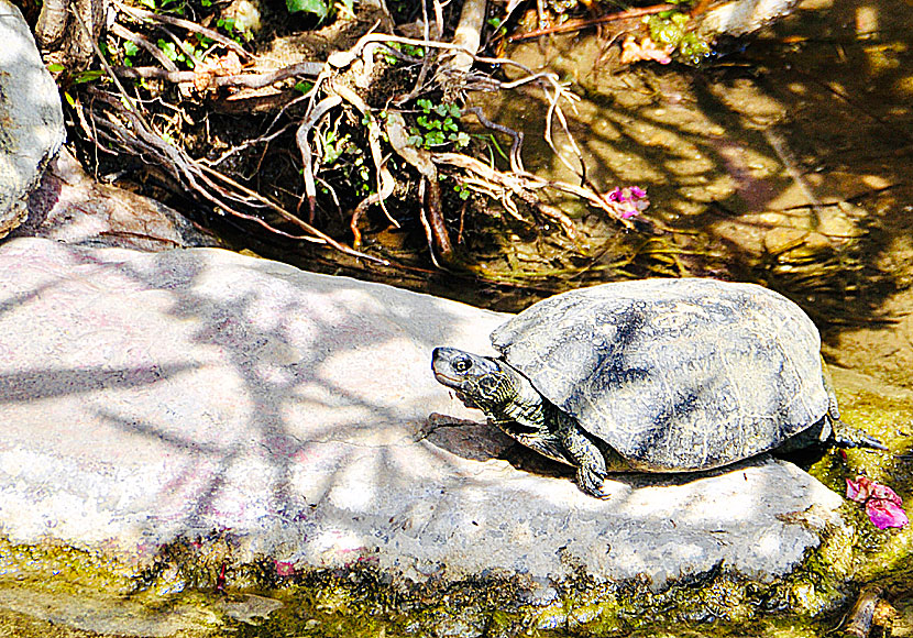 Sea turtles and freshwater turtles in Greece.