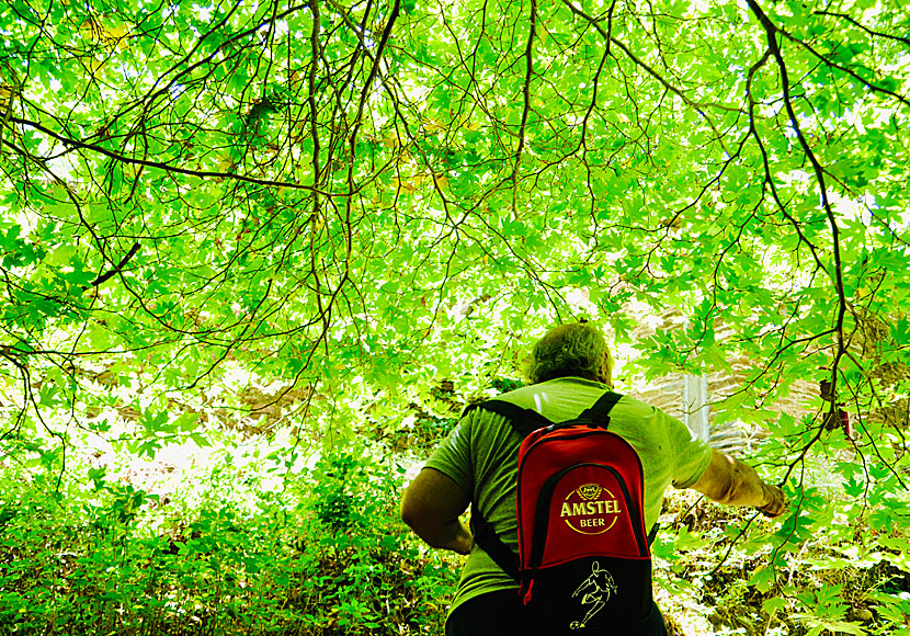 The landscape around the village of Arni and the Remata River is incredibly lush and leafy.