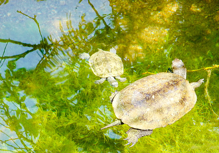 Freshwater turtles on the island of Andros in Greece.