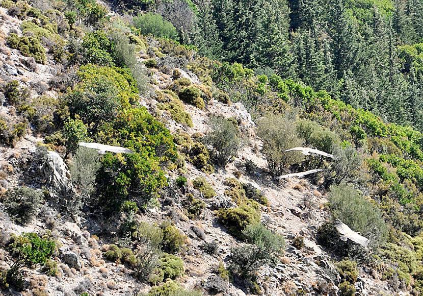In Crete you can see many birds of prey and vultures, such as bearded vulture and griffon vulture, as here in Milia.