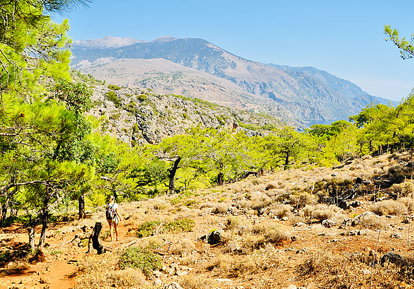 Hike from Paleochora to Sougia via Lissos in southern Crete.