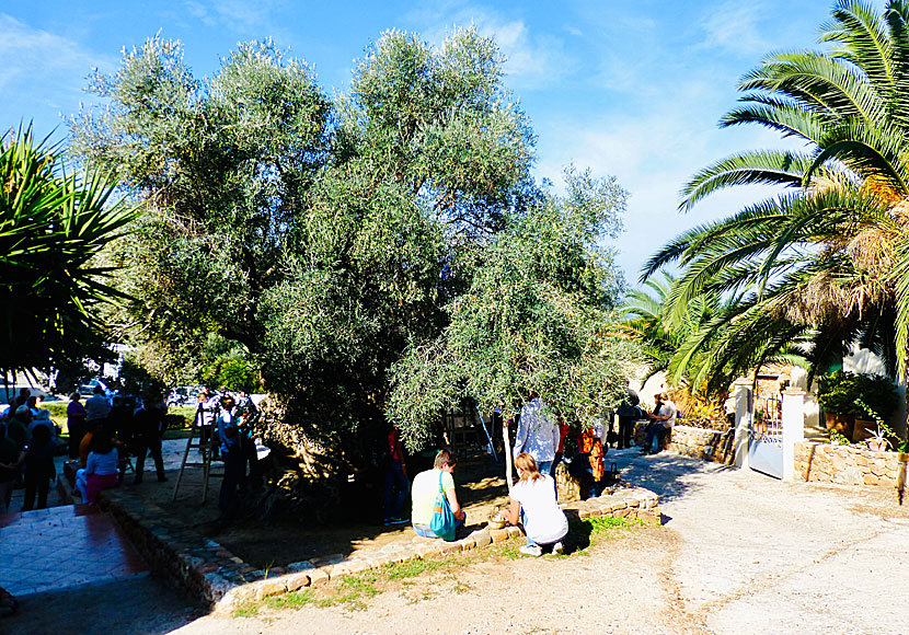 Don't miss the world's oldest olive tree when you travel to Western Crete.