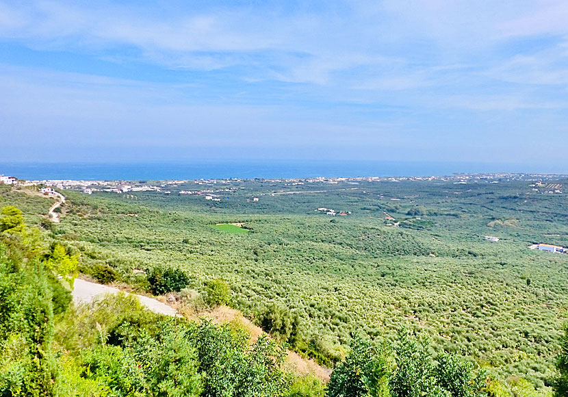 Kolymbari in Crete is known for its good olive oil and thousands of olive trees grow here.