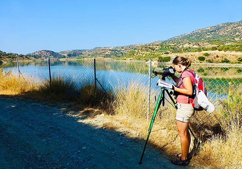 Faneromeni Lake south of Zaros in Crete  is a paradise for those who like bird watching.