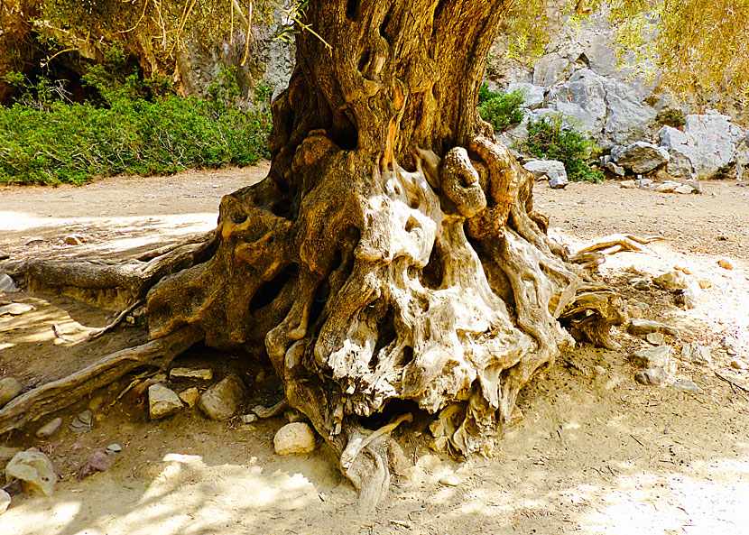 Crete is home to some of the world's oldest olive trees. Some are over 3000 years old.