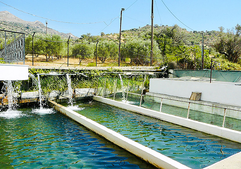 In Zaros on Crete there are several fish farms where trout and salmon are grown.
