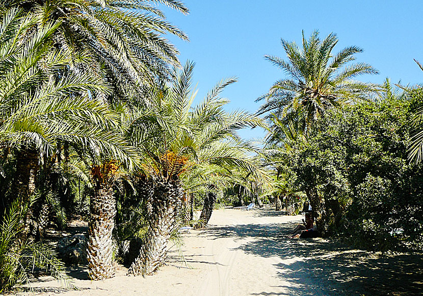 The palms in Vai are truly impressive. Crete.
