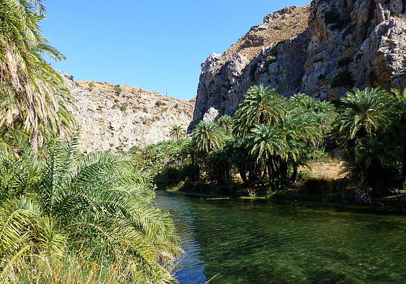 Swimming up in the river at Preveli beach in Crete is a cool and very cold experience.