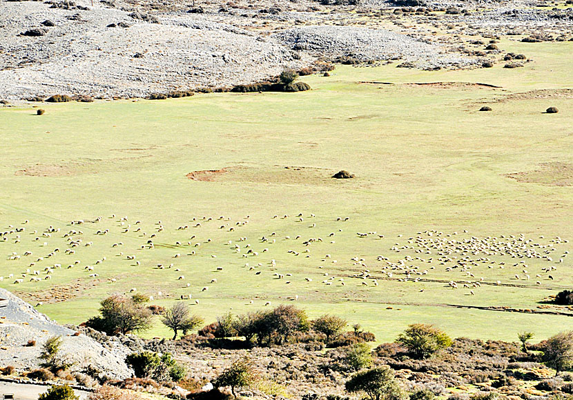 In Crete, there are more sheep and goats than humans, as here on the Nida Plateau at the mountain of Psiloritis.