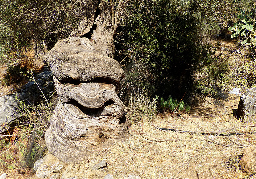 In Crete there are millions of olive trees and some are really old.