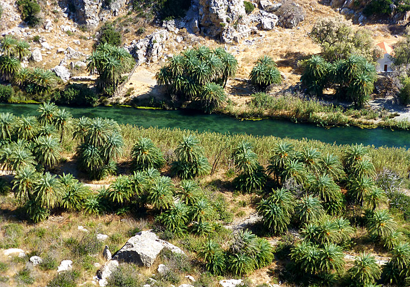 Some of the many beautiful palm trees along the river at Preveli beach in Crete.