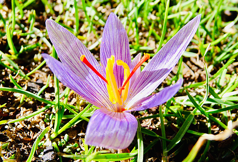 Nature is not as fertile on the Nida plateau as on the Lasithi and Katharo plateaus in Crete. But saffron crocus (Crocus sativus) grows here.