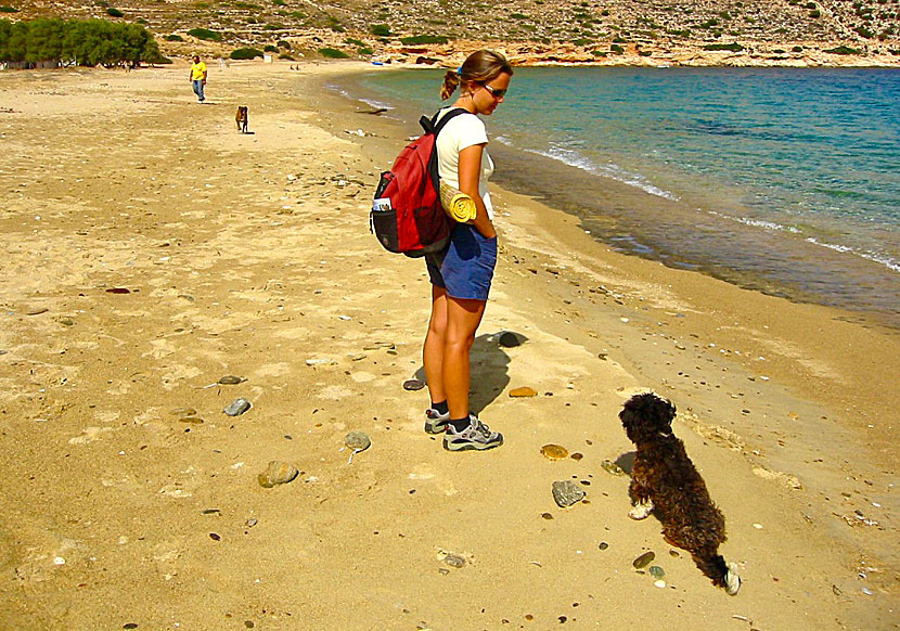 Dogs on Agia Theodoti beach on Ios in the Cyclades.