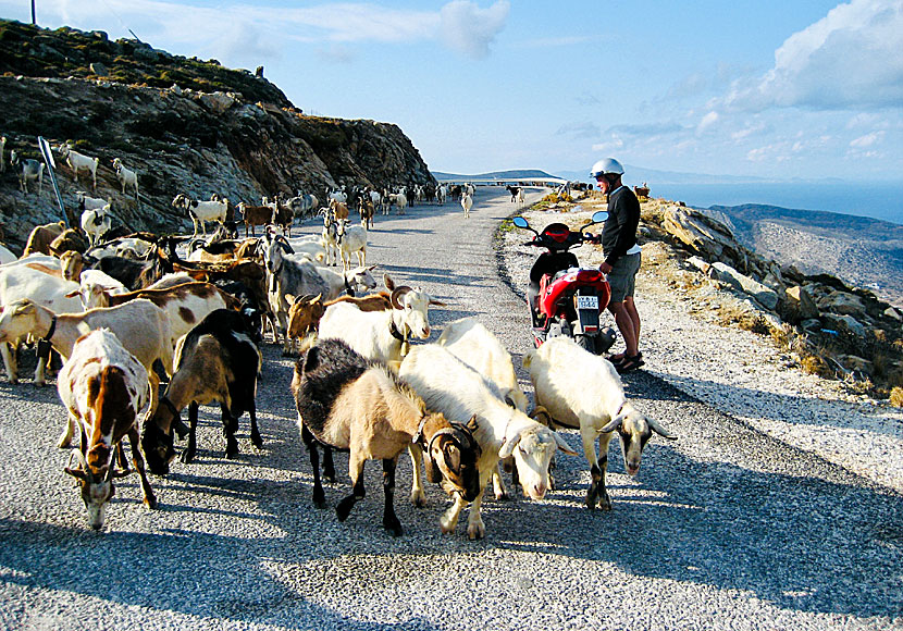 Riding a bike among goats and sheep on Ios in Greece.