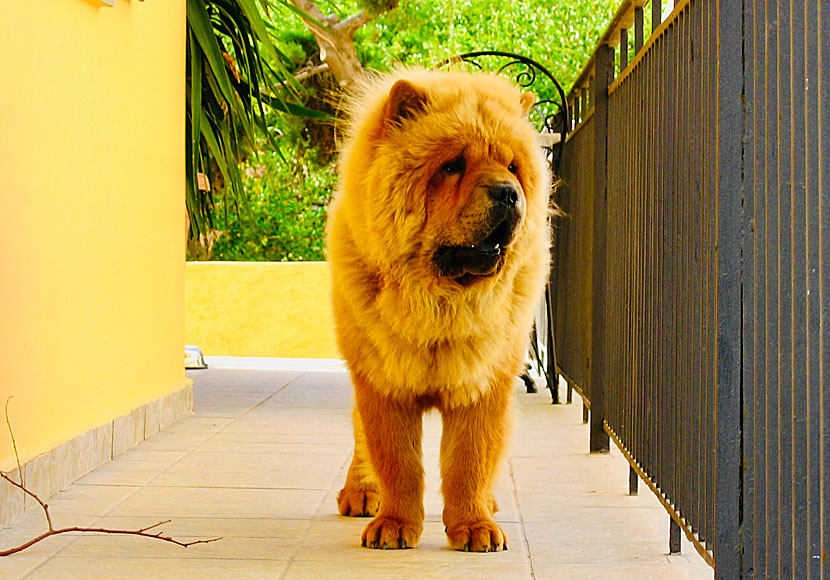 The smiling lion on Kea is real and looks a lot like a Greek dog.