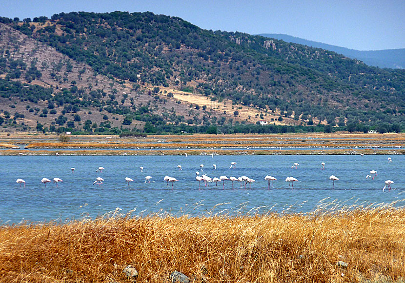 Flamingos at Kalloni Salt Pans near Skala Kalloni in Lesvos.