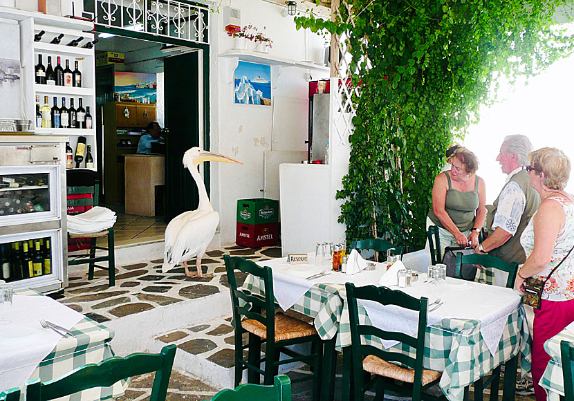 Petros patiently waits for food outside a tavern in Mykonos Town
