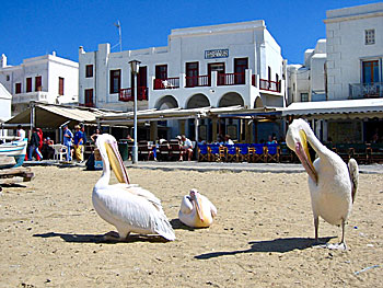 The pelicans on Mykonos.