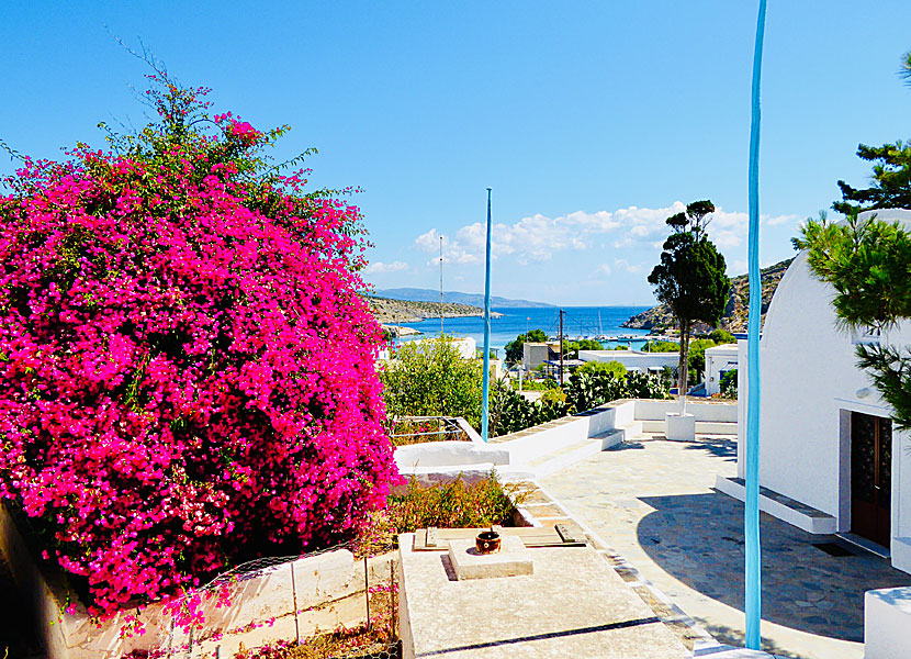 Bougainvillea in Agios Georgios on Iraklia in Greece.