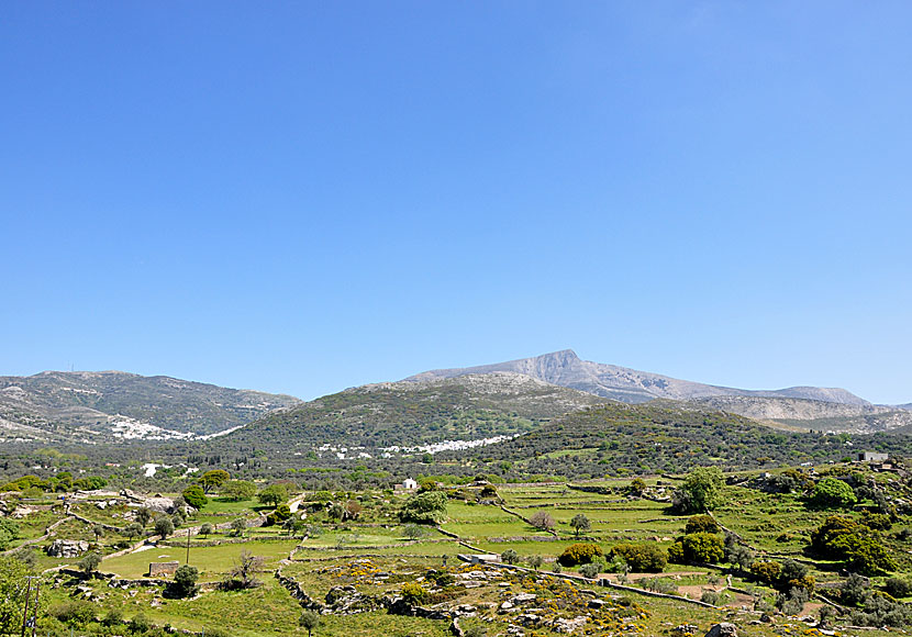 Hiking to Apiraranthos and Filoti in  Naxos.