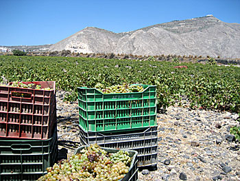 Vineyards on Santorini.