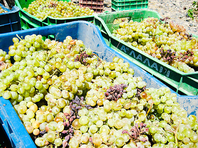 Assyrtiko grapes from Santorini.