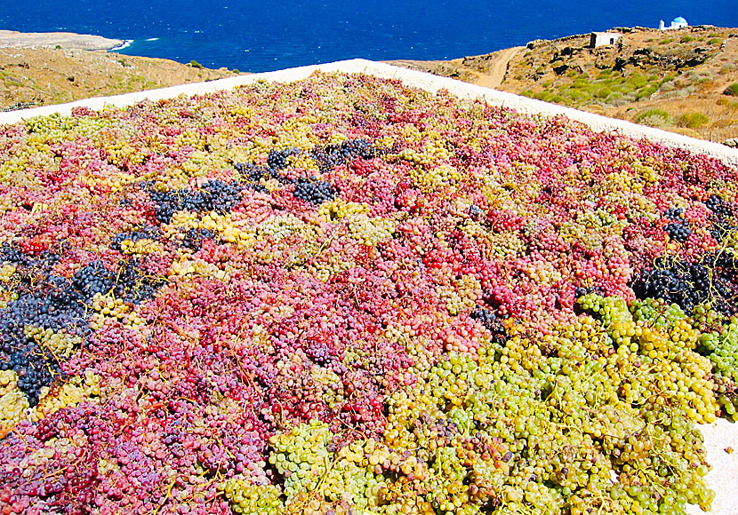 Wine production on Serifos in Greece.
