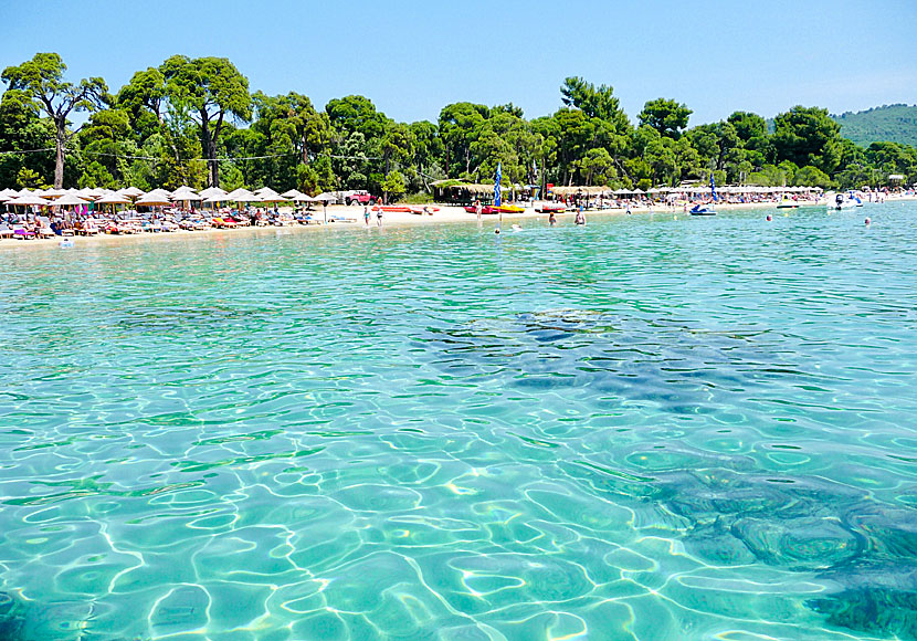 Koukounaries is Greece's best beach and one of the best beaches in the Greek archipelago.