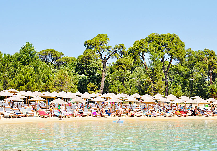 The Koukounaries pine tree has given the beach its name. They grow by the small lake called Strofilia.
