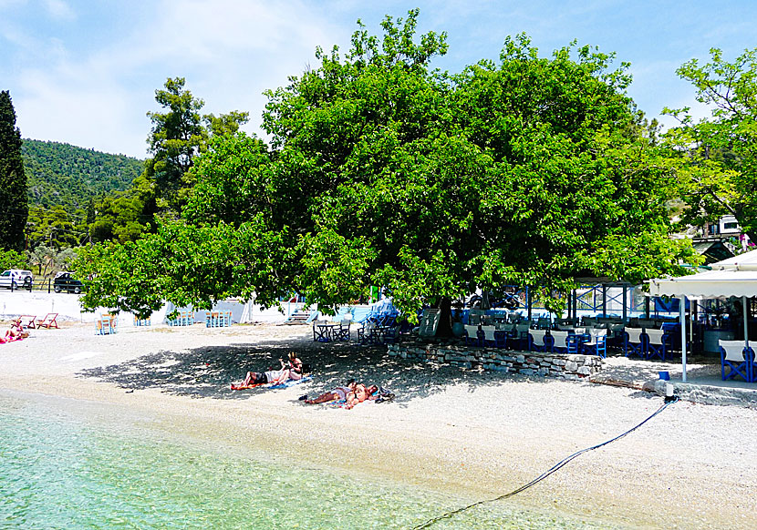 Agnontas beach on Skopelos in the Sporades.