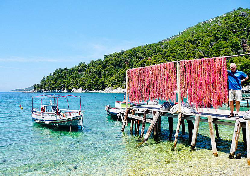 The fishing nets on Skopelos are red in color instead of the yellow fishing nets that are otherwise most common in Greece.