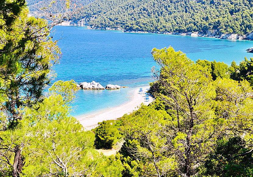 Like almost all beaches on Skopelos, Milia beach is surrounded by beautiful pine trees.
