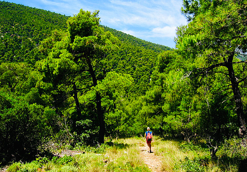Hiking among pine trees in Skopelos.