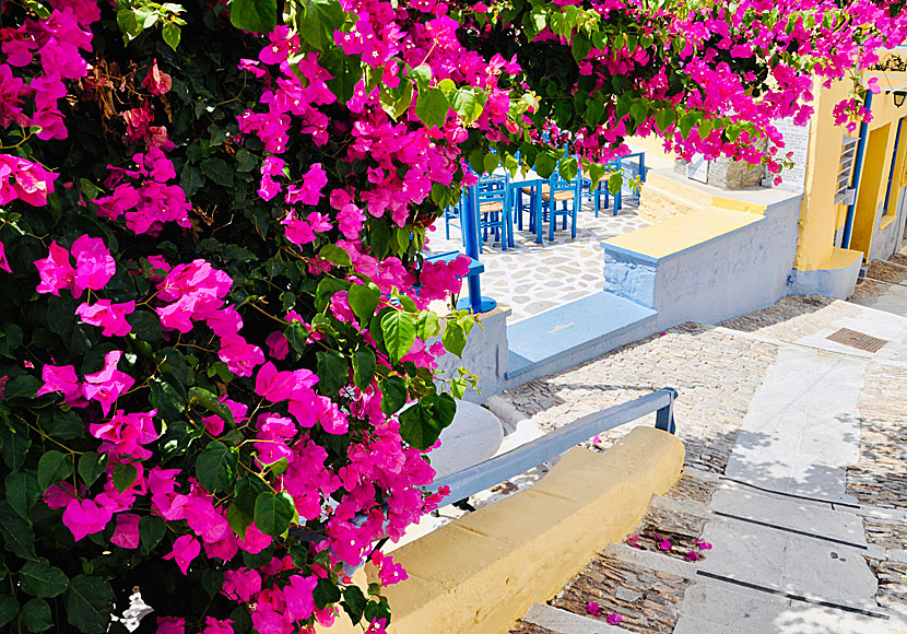 If you like bougainvillea you will love Ano Syros.