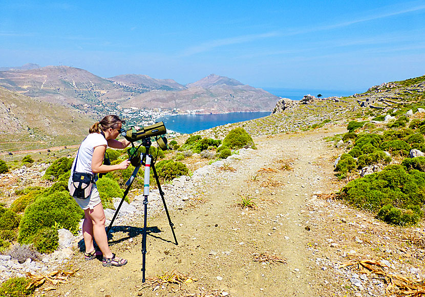 Watching rare birds in Tilos.