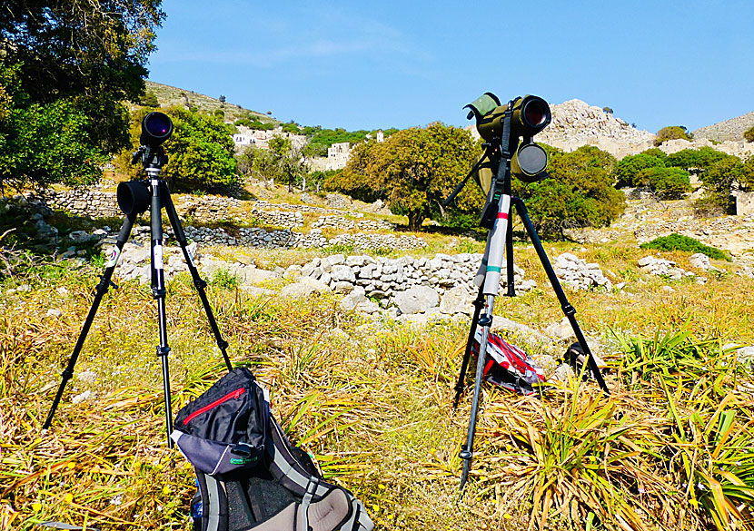 The leafy trees and bushes outside Mikro Choria are one of Tilo's best birding locations.