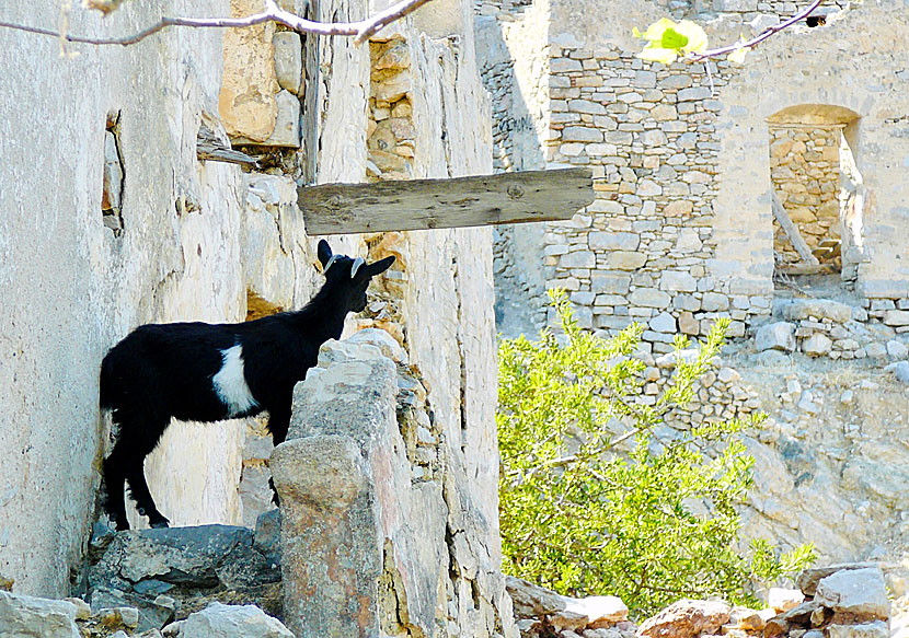 Today, no people live in Mikro Chorio, instead hundreds of goats have moved in.