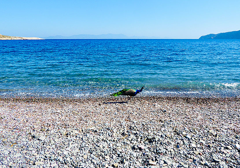 Tame peacocks at Plaka beach on Tilos.