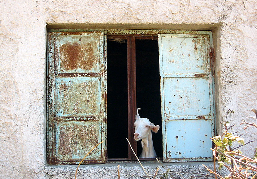 Is there anybody out there with Pink Floyd and a goat in the village of Stavrinides on Samos in Greece.