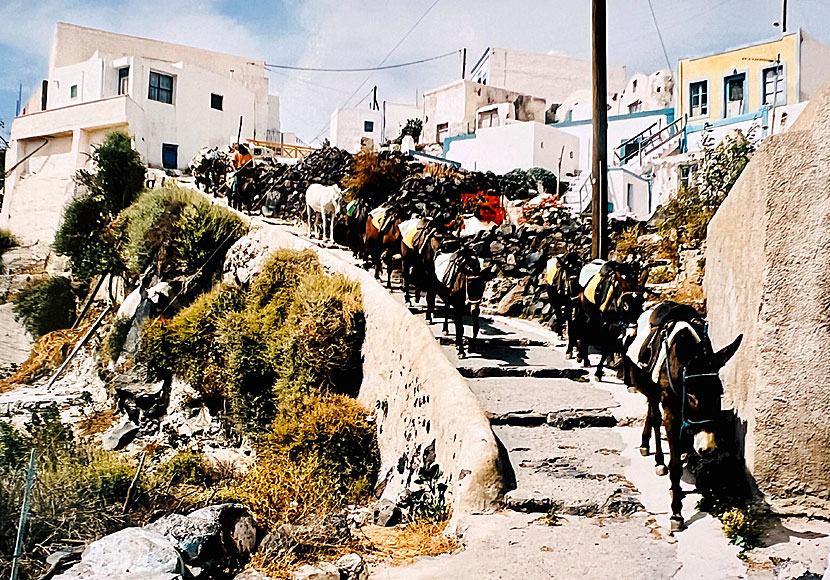 Donkeys on the islands of Thirasia and Santorini in Greece.