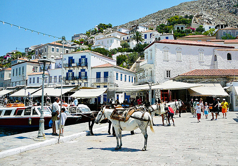 Donkeys are the only means of transport on the car-free island of Hydra in the Saronic archipelago. 