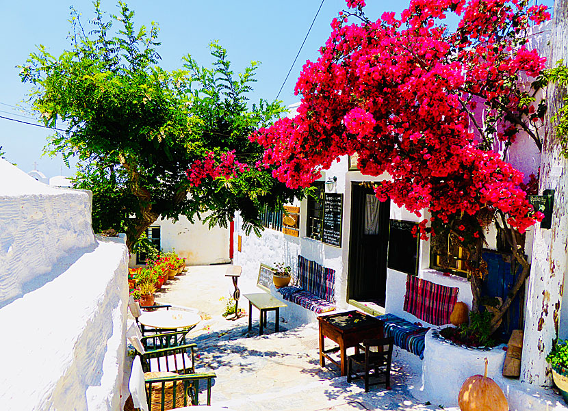Chora on Amorgos is the village in the Cyclades with the most beautiful bougainvillea.