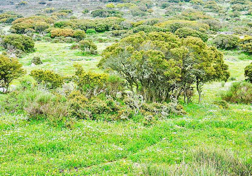 Are there forests with green trees on Amorgos in Greece? The answer is yes.