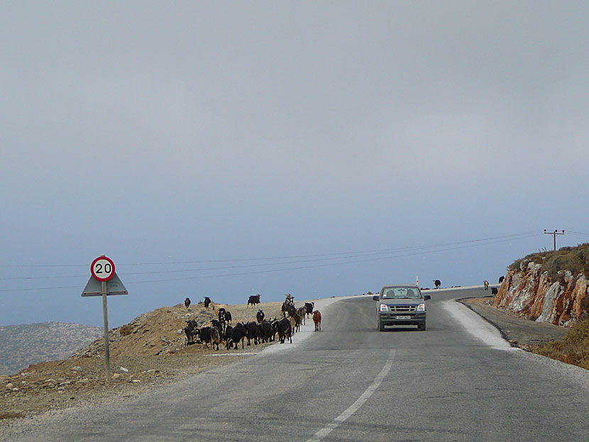 There are often wild goats running on the road between Katapola and Aegiali, via Chora in Amorgos.